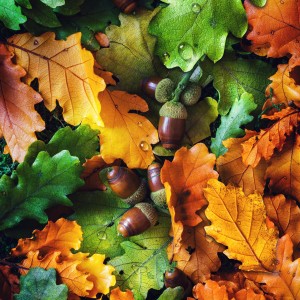 Beneath the leaves lie pre-winter treasures